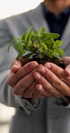 Hands, growth and plant with business person in office for economy, investment return and future. Resources, portfolio management and hedge fund with soil and employee for wealth assets and sprout