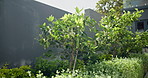 Garden, plants and lime tree by home with growth, green environment and fresh produce for nutrition. Outdoor, horticulture cultivation and citrus fruit by house with vitamin C, minerals or nutrients.