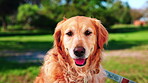 Pet care, face and dog in park with loyalty, foster companion and domestic animal in nature. Rescue, fluffy and golden retriever outdoor with security, furry friend or canine wellness with protection