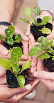 Sustainable, team and hands outdoor with plant, ethics and conservation in esg accountability. Collaboration, leaf and people with leaf, environmental awareness and responsibility in green practice