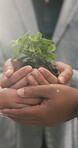 Sustainable business, team and hands with plant, unity and support for green development and growth. Corporate, social responsibility and people with soil, synergy and collaboration for seed funding