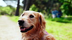 Pet care, face and dog outdoor with loyalty, adopted companion and domestic animal in park. Space, rescue and golden retriever in nature with security, furry friend or canine wellness with protection