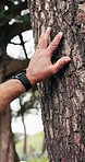 Senior, person or hands with tree in nature for texture, hiking mark or sensory in wilderness. Active, elderly or hiker with bark, feeling or natural environment for tracking, trailing or pathfinding