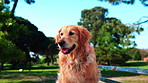 Dog, labrador and bench in park for adoption, animal welfare or outdoor shelter in countryside. Pet, grass or trees with fresh air, bark or freedom for safety rescue, security or protection in nature