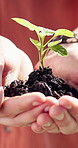 Plant, hands and sand with soil for natural growth, outdoor conservation or nurturing agriculture. Person, nourish and sapling with seedling for sustainability, environmental care or climate change