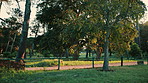 Outdoor, park and trees with walking trail for natural destination, scenery or travel in nature. Empty, green grass or field with view, path or woods for environment, garden or wilderness in forest